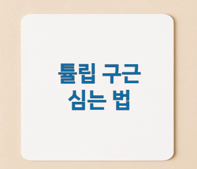 튤립-구근-심는법